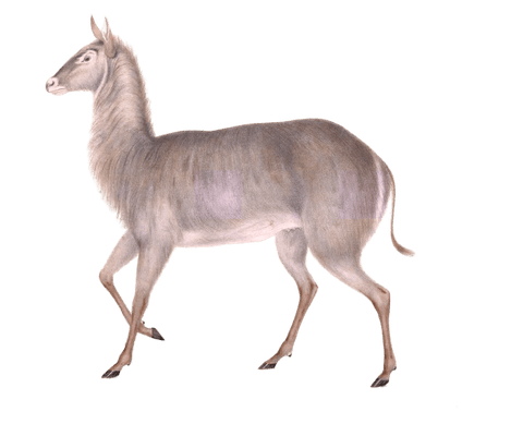 waterbuck kobus ellipsiprymnus female Vintage Illustration