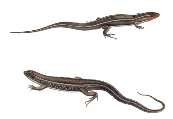 yellow throated plated lizard Gerrhosaurus Bibroni And Cerrhosaurus Typicus Vintage Illustration