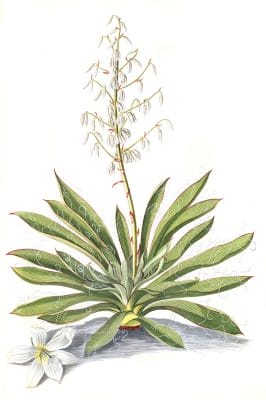yucca plant with flower