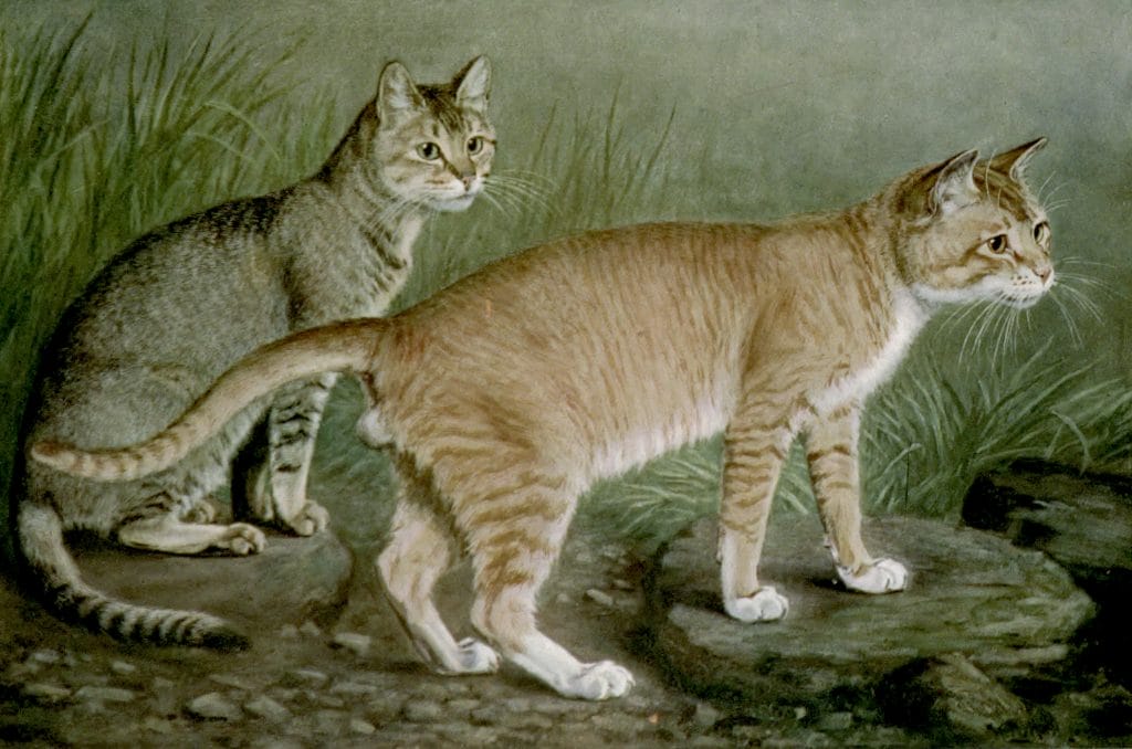 Abyssinian And Indian Cats Vintage Cat Illustrations In The Public Domain
