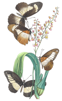 African Species Of The Genus Papilio Of Modern Authors 1 Vintage Butterfly Illustration