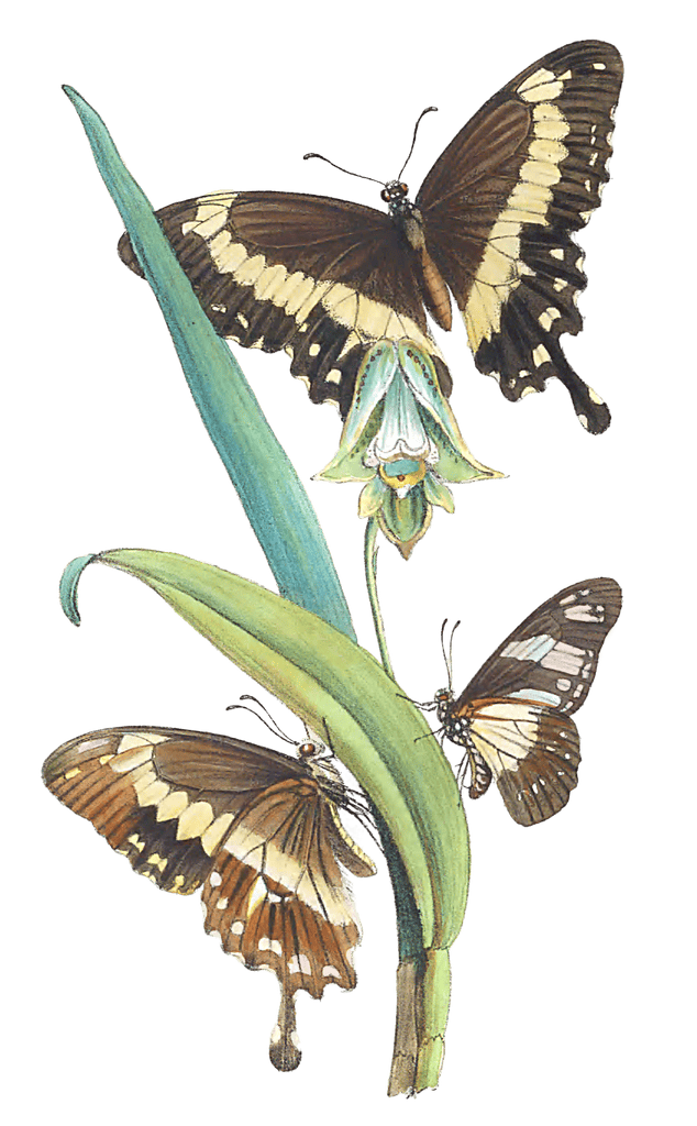 African Species Of The Genus Papilio Of Modern Authors 3 Vintage Butterfly Illustration