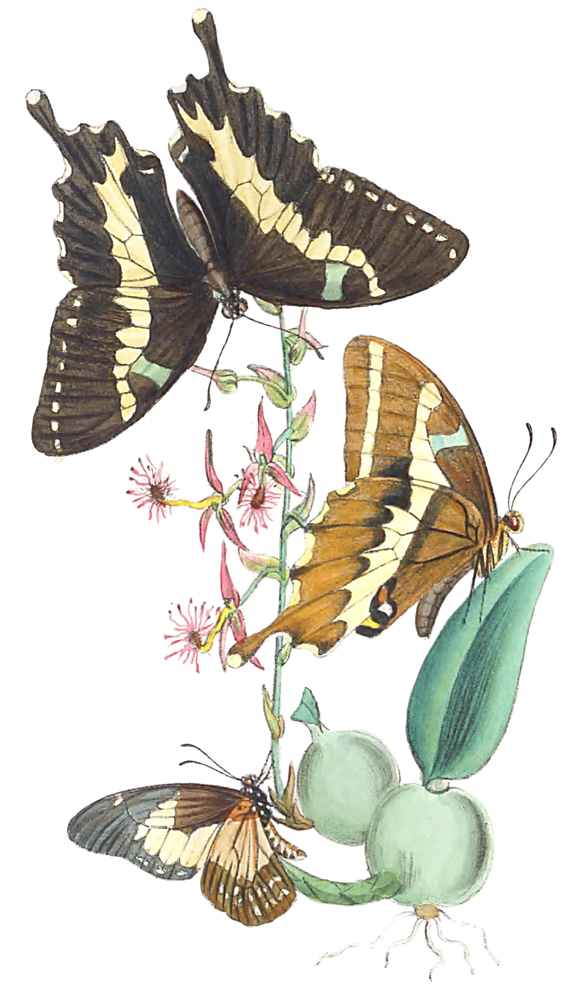 African Species Of The Genus Papilio Of Modern Authors 1 Vintage ...