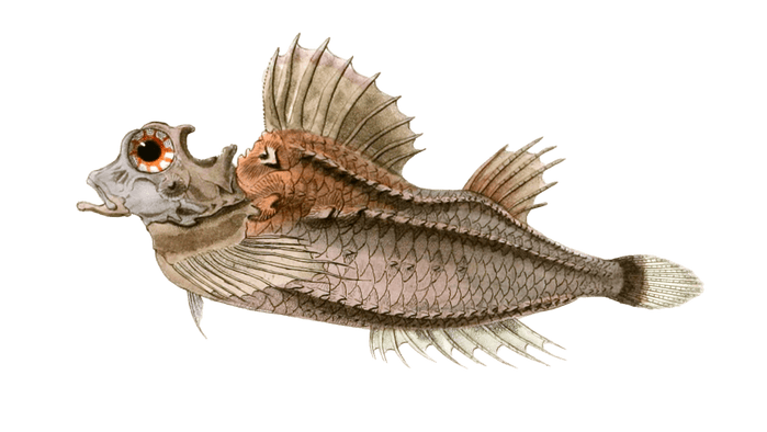 Agonus Cataphractus Vintage Fish Illustrations In The Public Domain