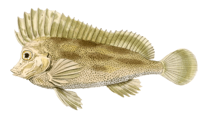 Agriope Verruqueux Vintage Fish Illustrations In The Public Domain