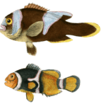 Amphiprion A Larges Bandes And Laticlavius Vintage Fish Illustrations In The Public Domain