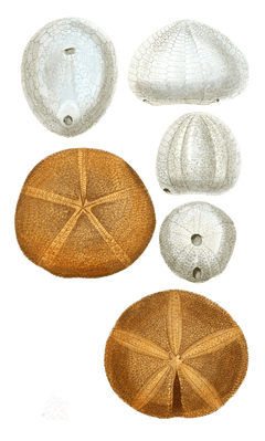 Anachite Ovale Galerite Globuleuse Echinoclype Patelle Various Sea Urchin Vintage Sea Urchin Illustrations In The Public Domain