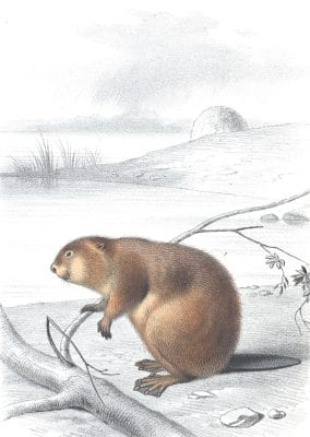 Antique Animal Illustration Of Beaver In The Public Domain