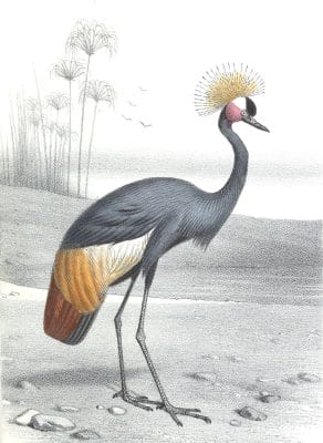 Antique Animal Illustration Of Black Crowned Crane In The Public Domain