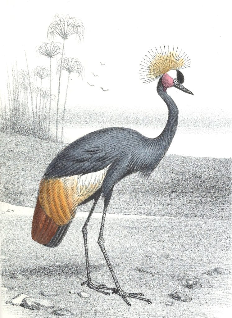 Antique Animal Illustration Of Black Crowned Crane In The Public Domain