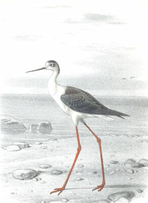 Antique Animal Illustration Of Black Winged Stilt In The Public Domain