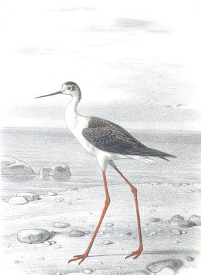 Antique Animal Illustration Of Black Winged Stilt In The Public Domain