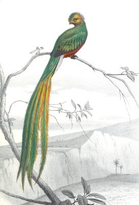 Antique Animal Illustration Of Couroucou Resplendissant Bird In The Public Domain