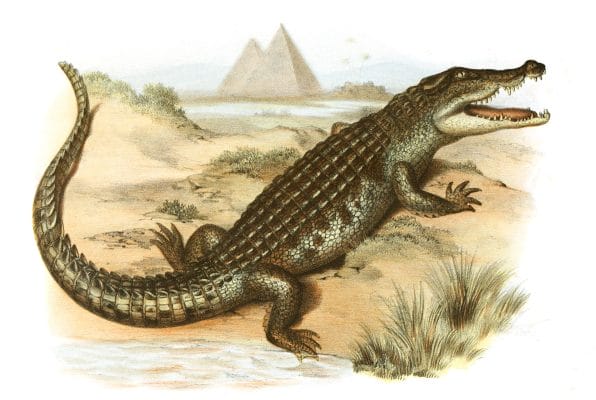 Antique Animal Illustration Of Crocodile Illustration In The Public Domain. From the vintage natural history book Bilder-Atlas zur wissenschaftlich-populären Naturgeschichte der Wirbelthiere by Fitzinger, Leopold Joseph.