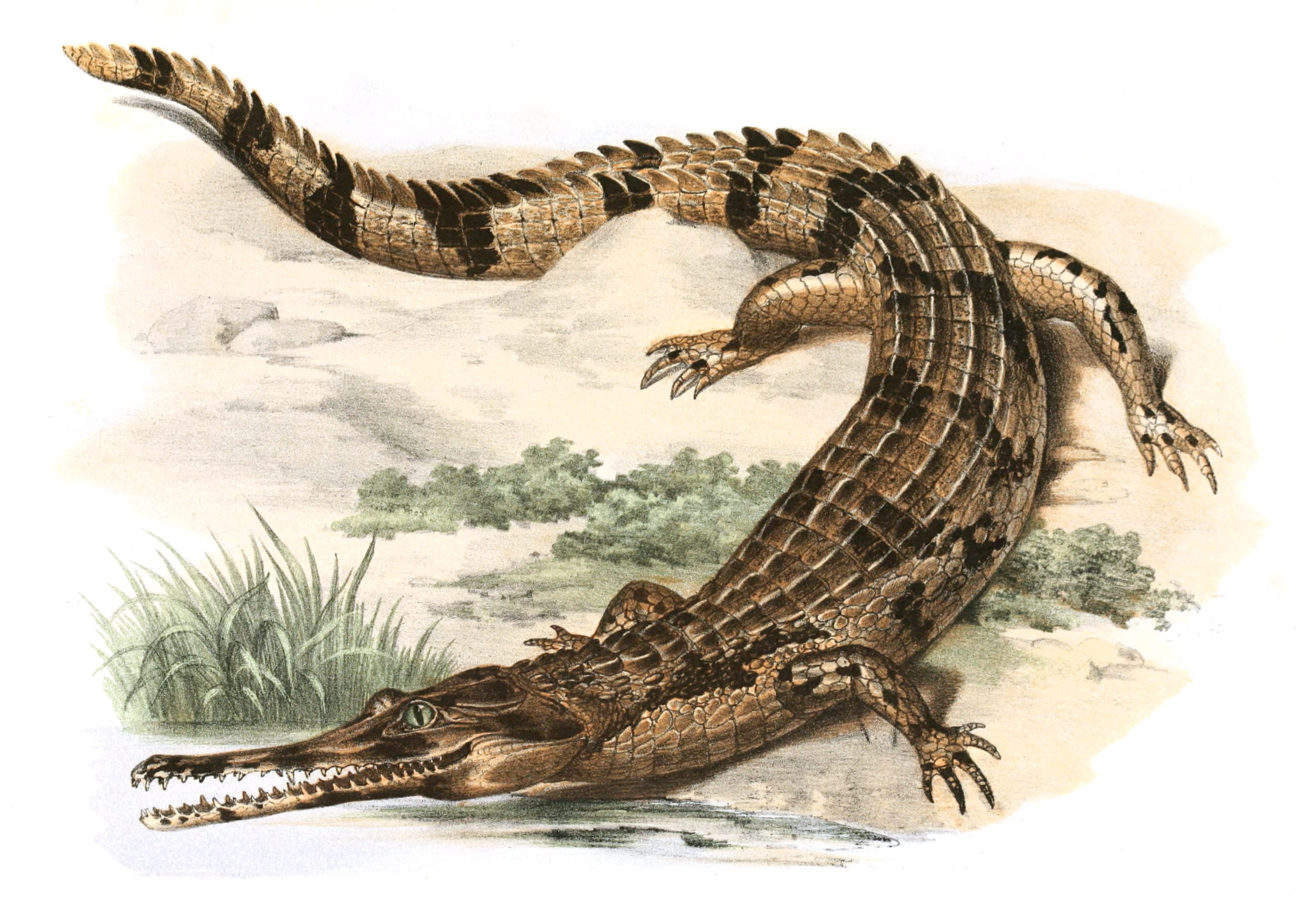 Antique Animal Illustration Of Crocodile In The Public Domain - Free ...