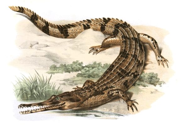 Antique Animal Illustration Of Crocodile In The Public Domain. From the vintage natural history book Bilder-Atlas zur wissenschaftlich-populären Naturgeschichte der Wirbelthiere by Fitzinger, Leopold Joseph.