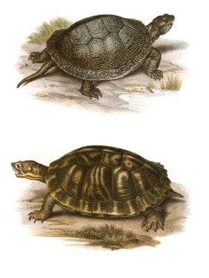 Antique Animal Illustration Of Emys Europeaea Clemmys Serrata Turtle In The Public Domain. From the vintage natural history book Bilder-Atlas zur wissenschaftlich-populären Naturgeschichte der Wirbelthiere by Fitzinger, Leopold Joseph.