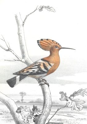 Antique Animal Illustration Of Eurasian Hoopoe In The Public Domain
