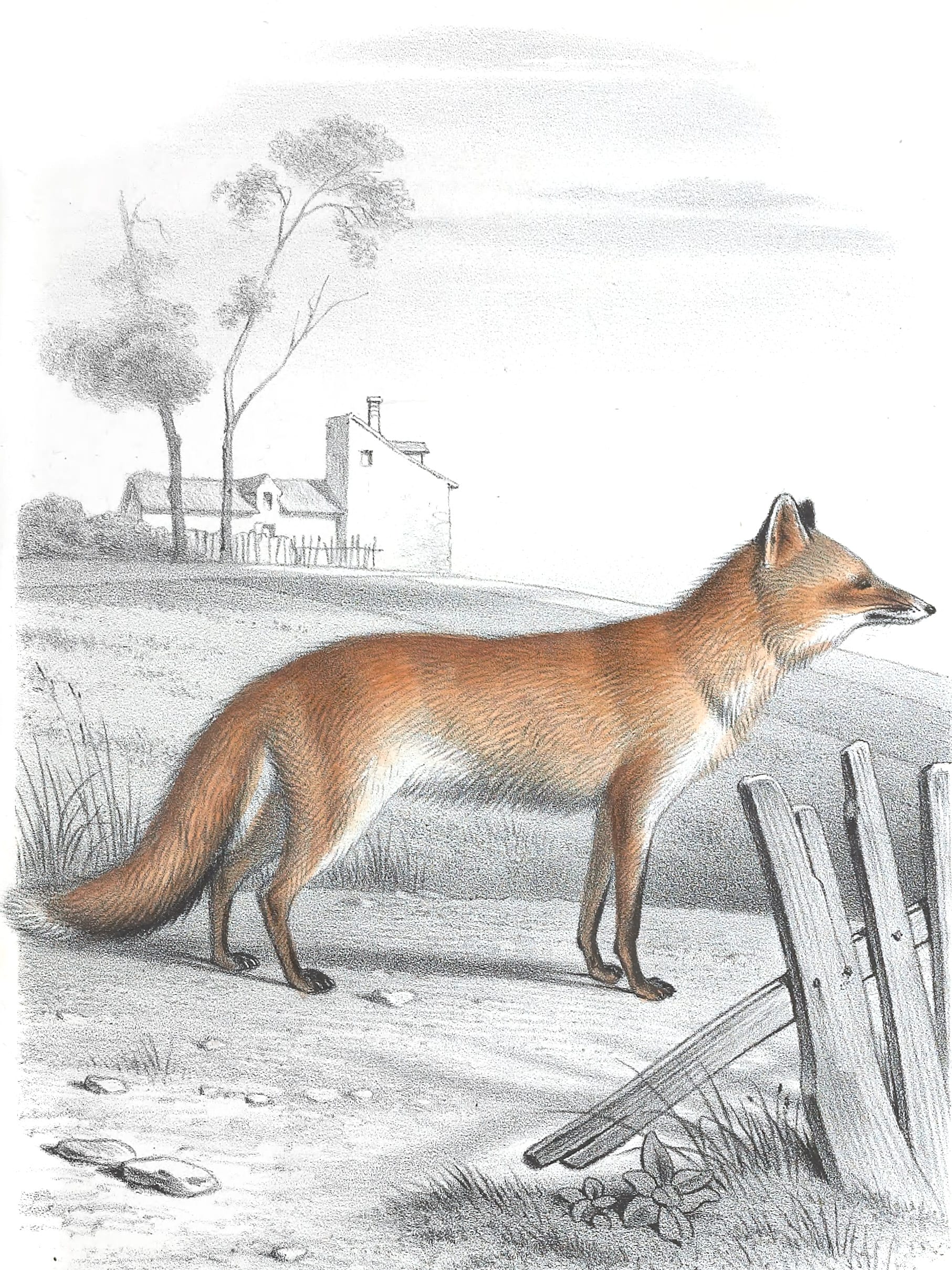 vintage fox illustration tumblr