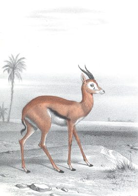 Antique Animal Illustration Of Gazelle In The Public Domain