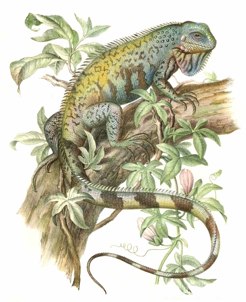 Antique Animal Illustration Of Green Iguana Hypsilophus Tuberculatus In The Public Domain. From the vintage natural history book Bilder-Atlas zur wissenschaftlich-populären Naturgeschichte der Wirbelthiere by Fitzinger, Leopold Joseph.
