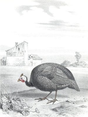 Antique Animal Illustration Of Guinea Fowl In The Public Domain