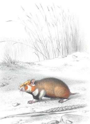 Antique Animal Illustration Of Hamster In The Public Domain
