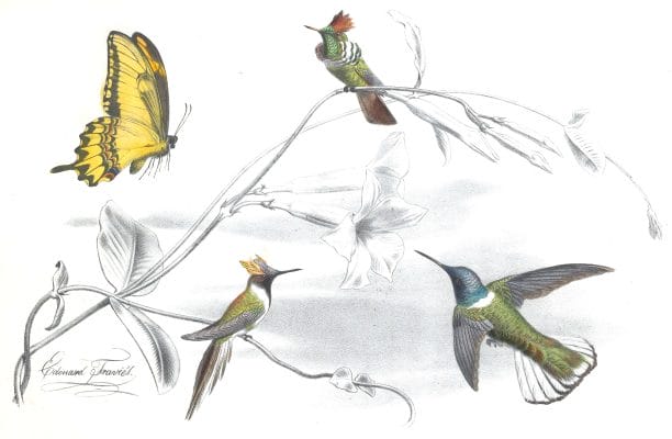 Antique Animal Illustration Of Hummingbirds With A Butterfly In The Public Domain