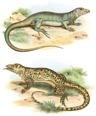 Antique Animal Illustration of two Lizards on the ground isolated on a white background