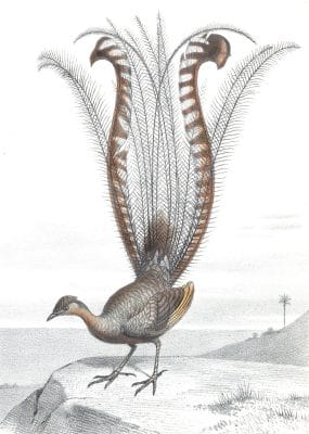 Antique Animal Illustration Of Lyrebird In The Public Domain
