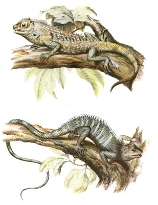Antique Animal Illustration of two Lyriorephalus Scutalps Lyreshead Lizards on tree branches