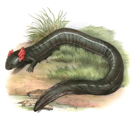 Antique Animal Illustration Of Olm, Black Axolotl