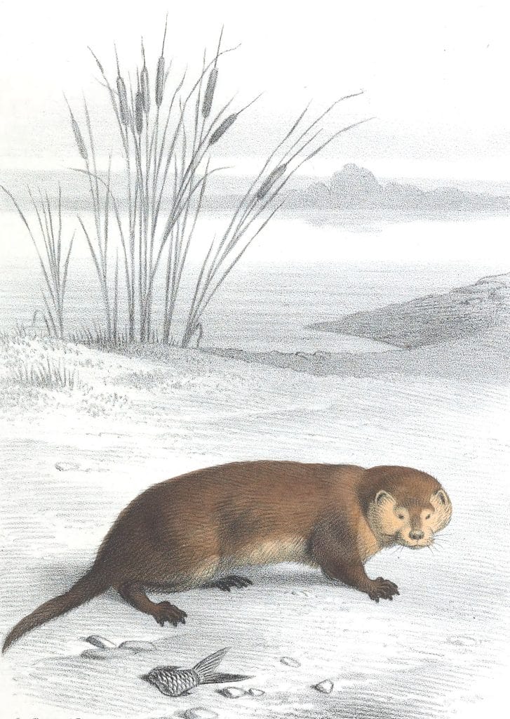 Antique Animal Illustration Of Otter In The Public Domain