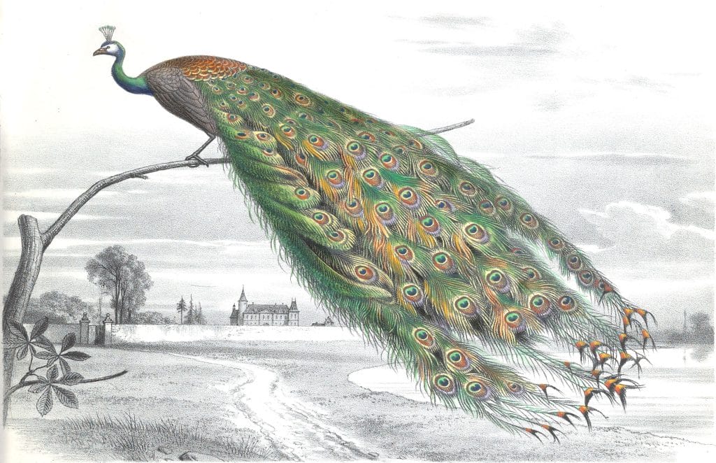 Antique Animal Illustration Of Peacock In The Public Domain