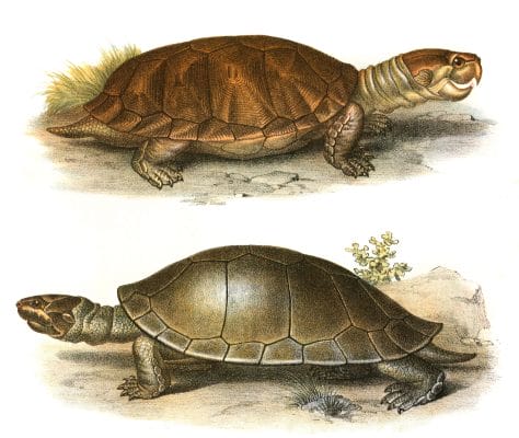 Antique Animal Illustration Of two brown turtles