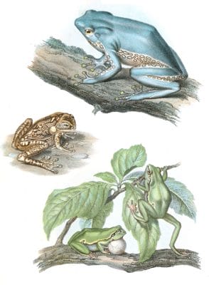 Antique Animal Illustration Of Phyllomedusa Green, Blue and Brown Tree Frog