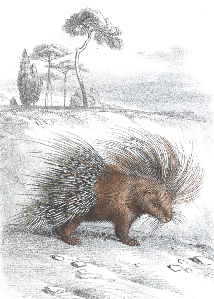 Antique Animal Illustration Of Porcupine In The Public Domain