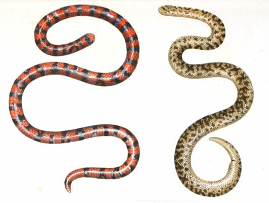 Antique Animal Illustration Of Red And Black Snake And Brown Snake