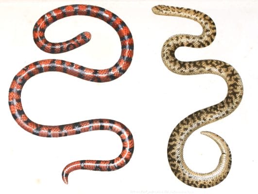 Antique Animal Illustration Of Red And Black Snake And Brown Snake