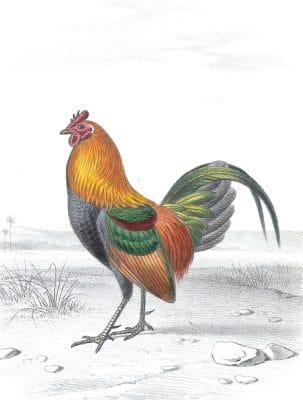 Antique Animal Illustration Of Red Junglefowl Rooster In The Public Domain