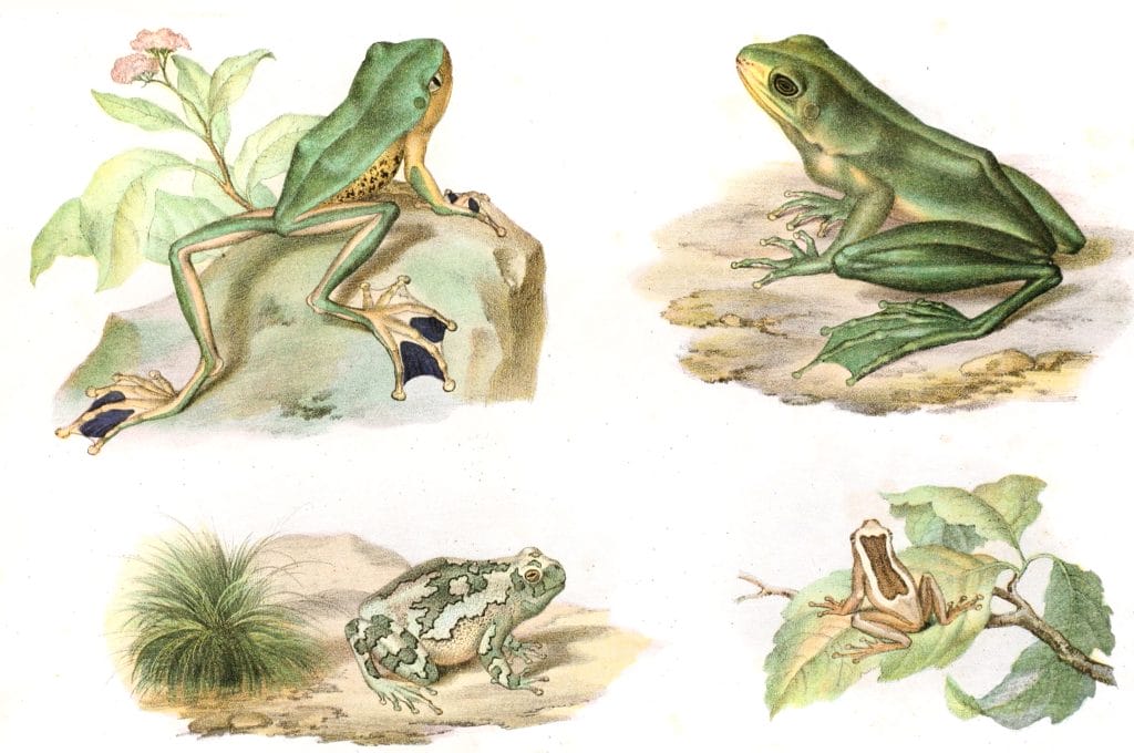 Antique Animal Illustration Of Various Tree Frogs In
