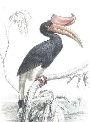 Black and white bird with orange beak