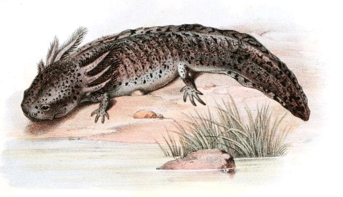 Antique Animal Illustration Of Siredon Axolotl