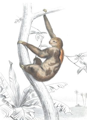 Antique Animal Illustration Of Sloth In The Public Domain. From the vintage natural history book Bilder-Atlas zur wissenschaftlich-populären Naturgeschichte der Wirbelthiere by Fitzinger, Leopold Joseph.