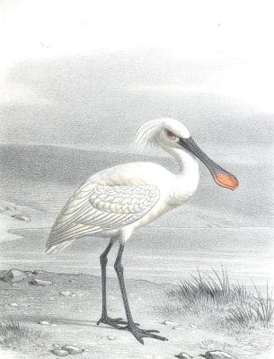 Antique Animal Illustration Of Spoonbill In The Public Domain. From the vintage natural history book Bilder-Atlas zur wissenschaftlich-populären Naturgeschichte der Wirbelthiere by Fitzinger, Leopold Joseph.