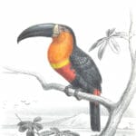 Antique Animal Color Illustration Of Toucan In The Public Domain. From the vintage natural history book Bilder-Atlas zur wissenschaftlich-populären Naturgeschichte der Wirbelthiere by Fitzinger, Leopold Joseph.