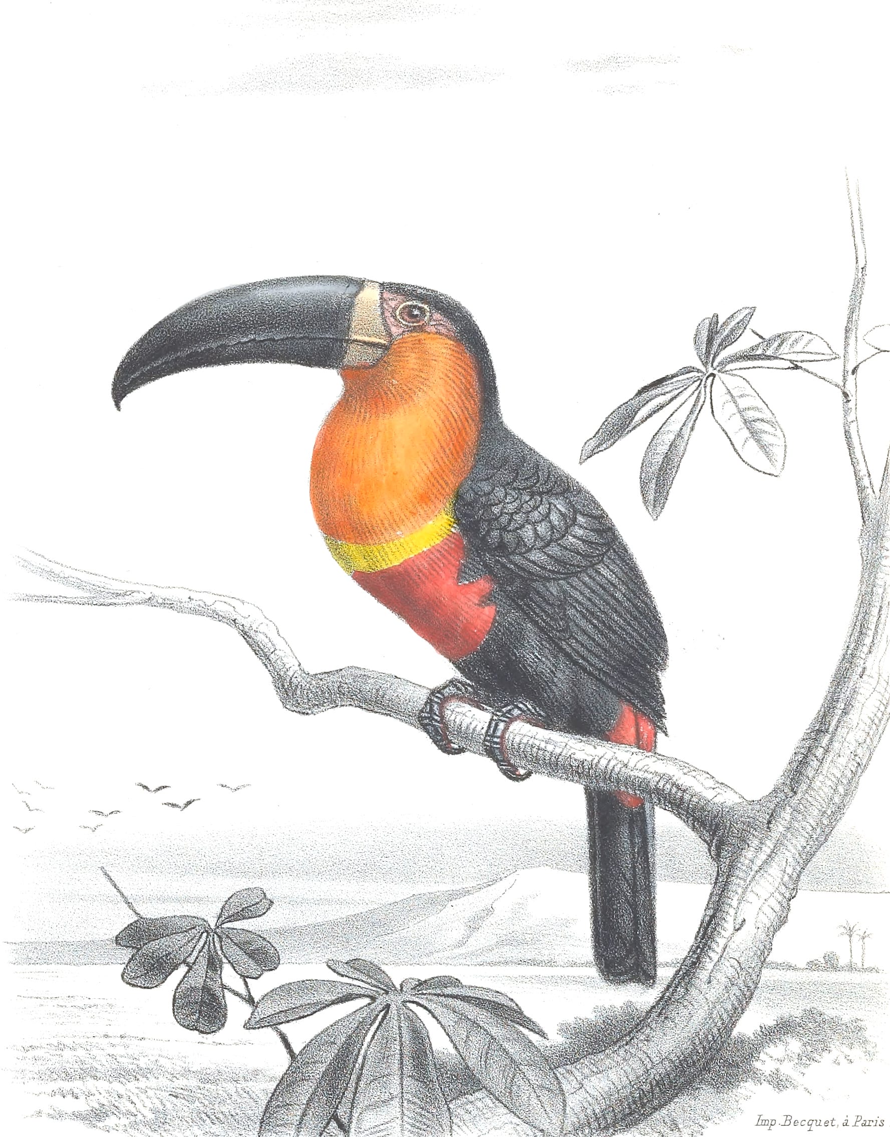 Antique Animal Illustration Of Toucan In The Public Domain - Free Vintage  Illustrations