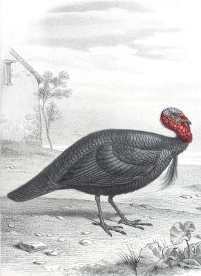 Antique Animal Illustration Of Turkey In The Public Domain. From the vintage natural history book Bilder-Atlas zur wissenschaftlich-populären Naturgeschichte der Wirbelthiere by Fitzinger, Leopold Joseph.