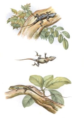 Antique Animal Illustration of two lizards on tree branches isolated on a white background in the public domain. Another with belly exposed.