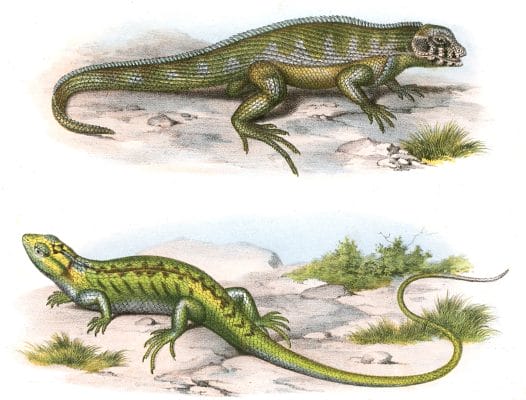 Antique Animal Illustration of two patterned lizards on natural dirt ground isolated on a white background